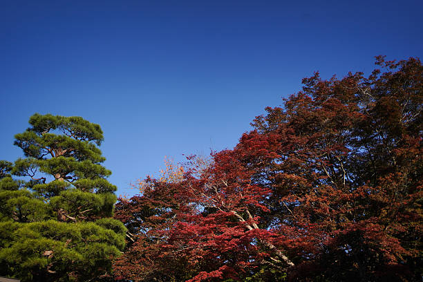 Autumn garden in Hofu City, Yamaguchi Prefecture, Japan