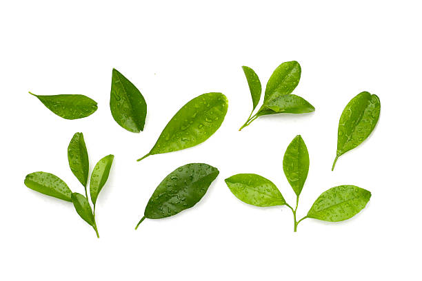 istock Citrus fruit leaves with water drop 2219869501