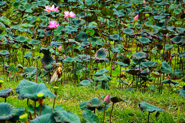 Javan pond heron bird in lotus pond