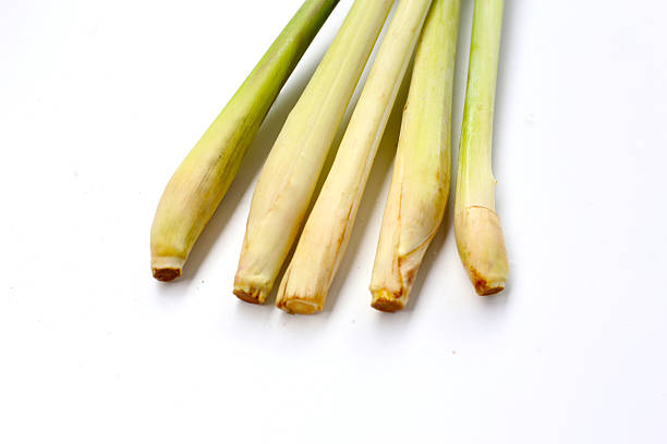 Fresh lemongrass on white background.