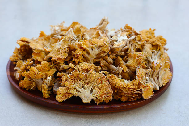 istock Splitgill mushroom or schizophyllum commune mushroom 2219869910