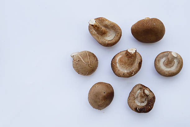 istock Fresh shiitake mushrooms on white background. 2219869965