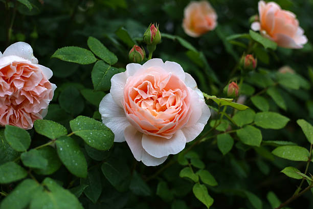 A beautiful rose bush in a public park in Japan
