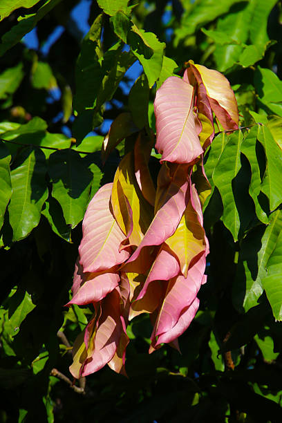 istock Saraca thaipingensis tree with soft pink new leaves 2219871225