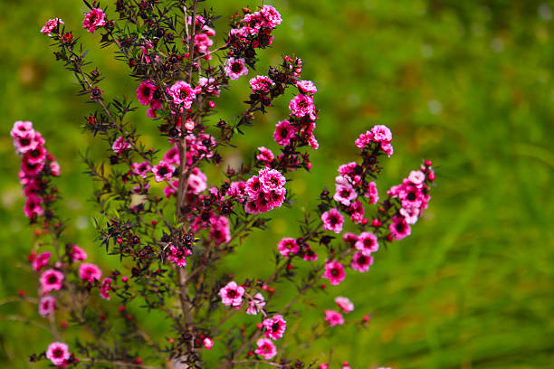 “Manuka, scientifically known as Leptospermum scoparium, is a native shrub of New Zealand and Australia. It is well-known for its fragrant white to pink flowers and its valuable essential oil, commonly referred to as ‘tea tree oil.’ Manuka thrives in coastal and woodland areas and is highly valued for its medicinal properties and use in skincare. The plant’s leaves and bark have a distinctive aromatic scent, and it plays an important role in traditional medicine and natural health remedies.”