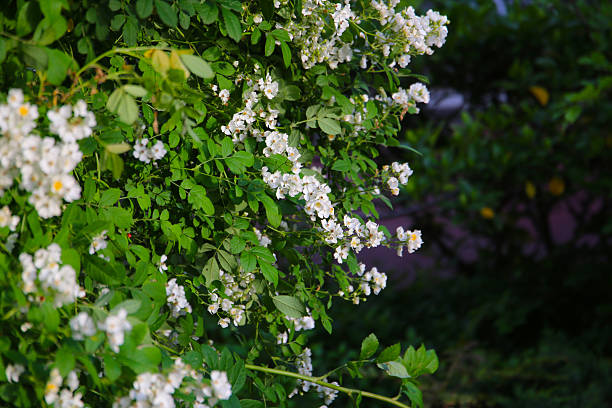 istock Wild white rose in Japanese garden 2219871695