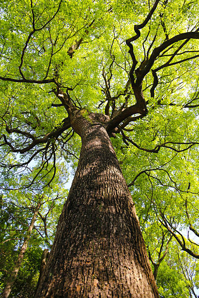 istock Looking up from down tree, Big trees in Japan 2219872146