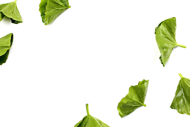 istock Fresh gotu kola leaves on a white background. 2219874149