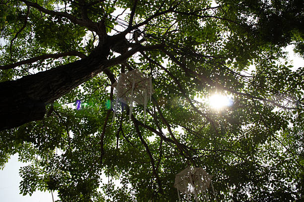 Umbrellas hanging inside tree of public park, stock photo
