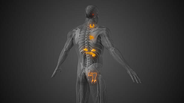 istock Hormonal Regulation in the Male Endocrine System 2219876999