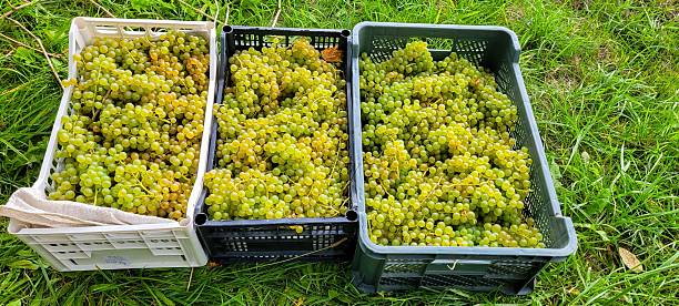 A Bountiful Harvest of Fresh Green Grapes in Baskets Carefully Arranged on Grass
