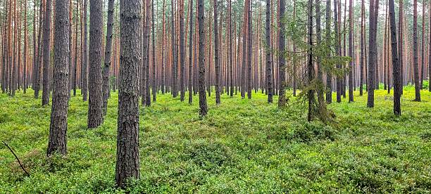 istock A lush forest with tall pines, dense underbrush, and vibrant greenery showcasing biodiversity 2219877836