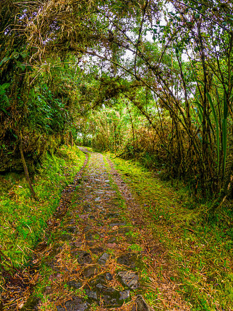 Lush green pathway leading through the scenic San Juan hot springs area in Puracé, Cauca, Colombia, perfect for nature lovers.