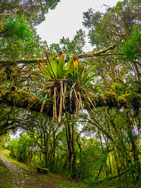 A captivating scene in Costa Rica’s cloud forest, where soft mist and dappled light filter through the dense canopy, creating a mystical and serene atmosphere. The fog gently envelops the lush greenery, while the interplay of light and shadows enhances the natural beauty of this tropical rainforest. The image captures the ethereal essence of the forest, highlighting its biodiversity and the tranquil, almost otherworldly ambiance that defines this unique ecosystem.