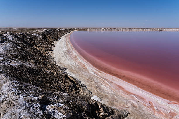 A striking view of the vivid pink salt lake near Walvis Bay, Namibia. The rich color of the water contrasts sharply with the white salt crust and dark rocky shore under a cloudless blue sky, highlighting the surreal beauty of this natural phenomenon.