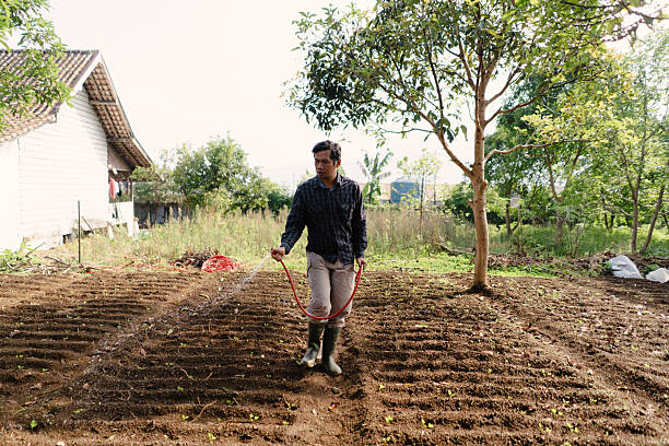 A peanut farmer watering his crops with a red hose in the field. Manual irrigation process to support healthy plant growth in rural agriculture.