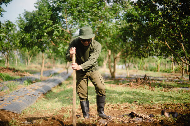 istock Peanut Farmer Making Holes in Soil with Stick for Planting Seeds 2219883064