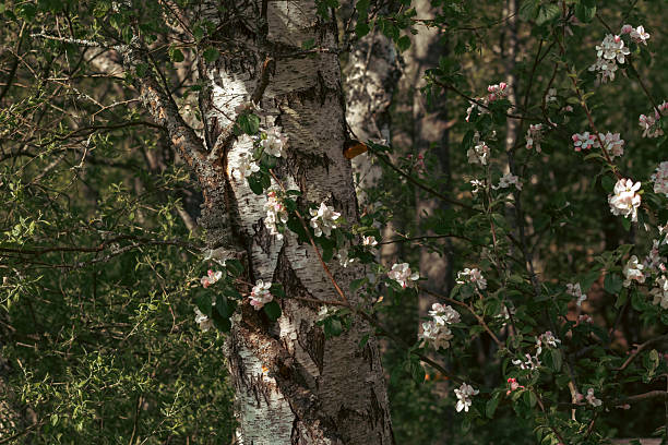Birch and white hawthorn flowers