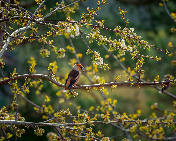 Beautiful colorful Redtail bird sitting on a branch