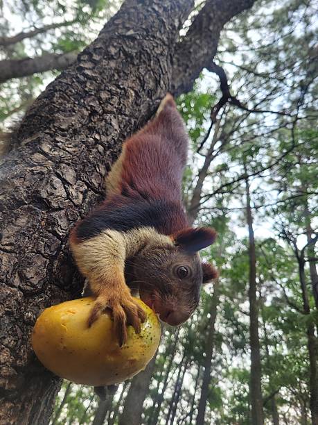 istock Malabar giant purple wild squirrel on tree eating mango 2219885166