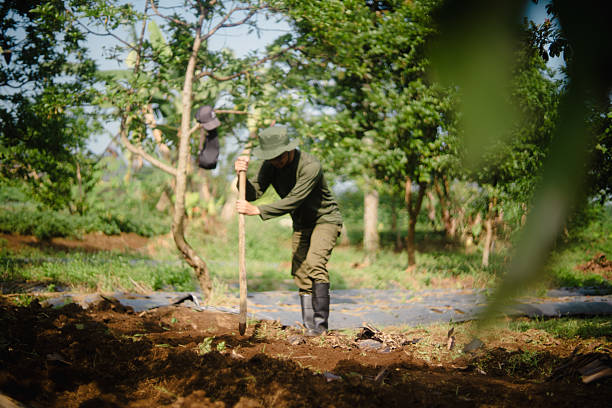 istock Peanut Farmer Making Holes in Soil with Stick for Planting Seeds 2219885453