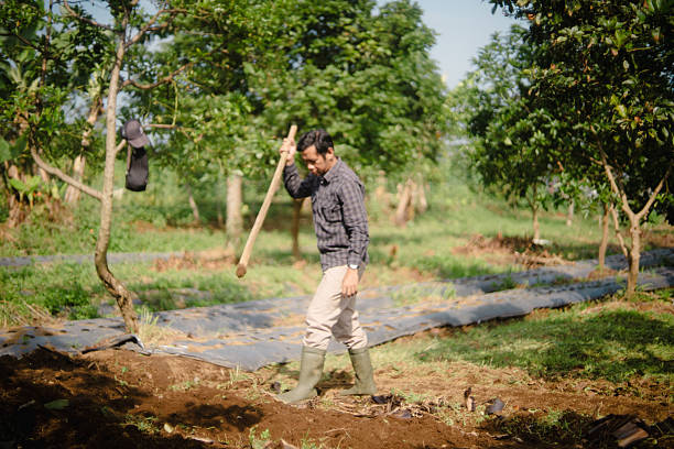 istock Peanut Farmer Making Holes in Soil with Stick for Planting Seeds 2219885584
