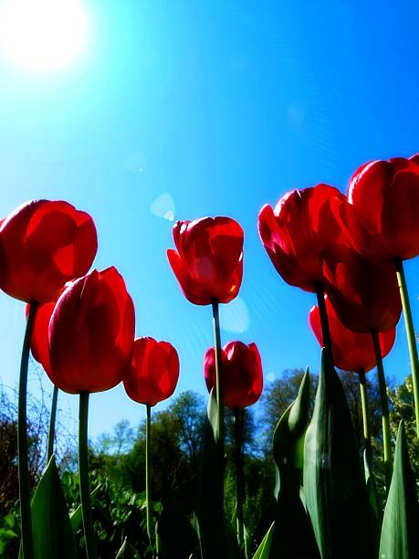 istock Vibrant Red Tulips Against Bright Blue Sky 2219885754