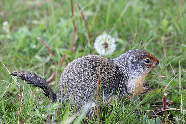 istock A Columbian ground squirrel hiding in grass field 2219885968