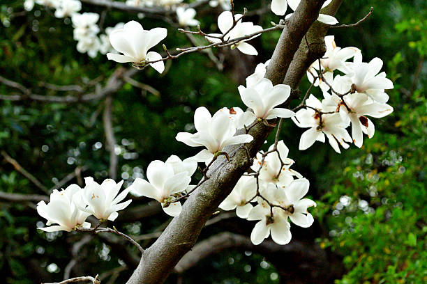 Magnolia denudate, commonly called Yulan magnolia, native to China, is a small deciduous tree that grows 10-13 meter tall. Fragrant goblet-shaped white flowers, typically with 9 thick white petals, bloom in late winter and early spring. Flowers bloom before the leaves emerge. Flower gives way to cone-like fruits that mature to red in late summer.