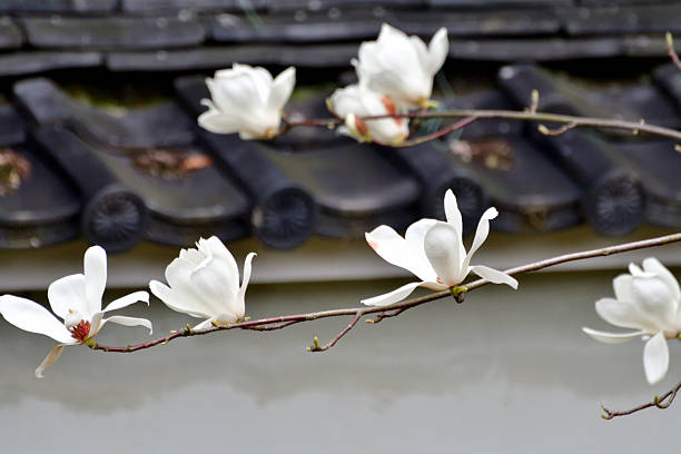Magnolia flowers in the wild