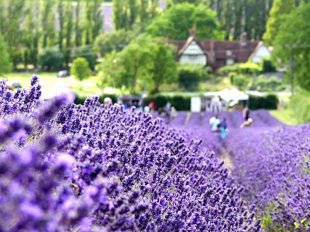 Rows of fragrant lavender lead down towards a charming house and distant trees, with visitors enjoying the scenic rural landscape on a summer day.