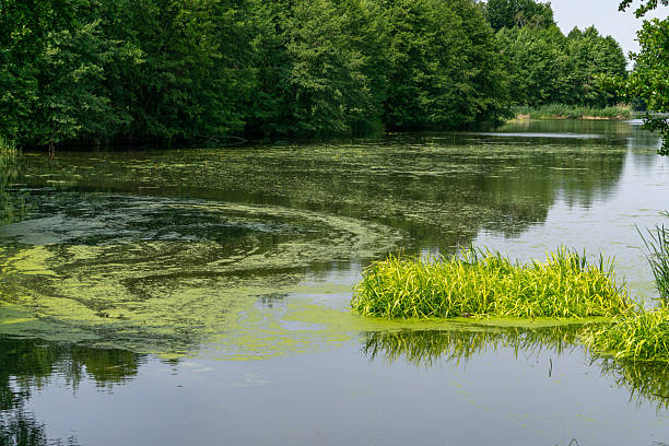 istock calm reservoir covered with algae, surrounded by dense green forest. Reflections of trees and clusters of aquatic plants are visible on the water surface. Peaceful summer landscape. 2219890833