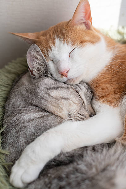 istock Two cute cats relaxing by the window 2219890948