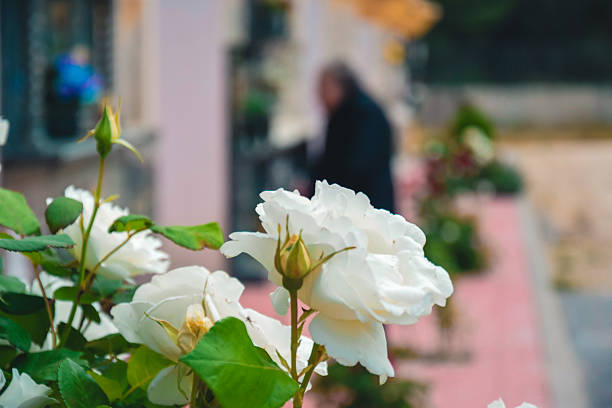 Close-up shot of beautiful white roses in full bloom, with green leaves and blurred background in a garden setting.