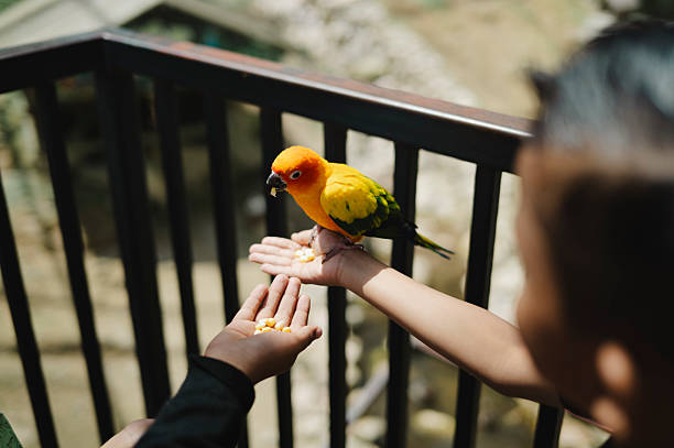Tropical Bird Interaction Experience for Travelers.