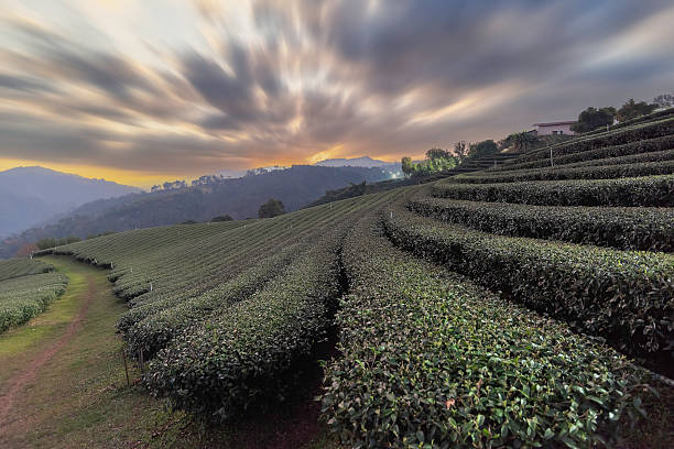 istock Tea tree leaves field young tender bud herbal green tea tree 2219894705