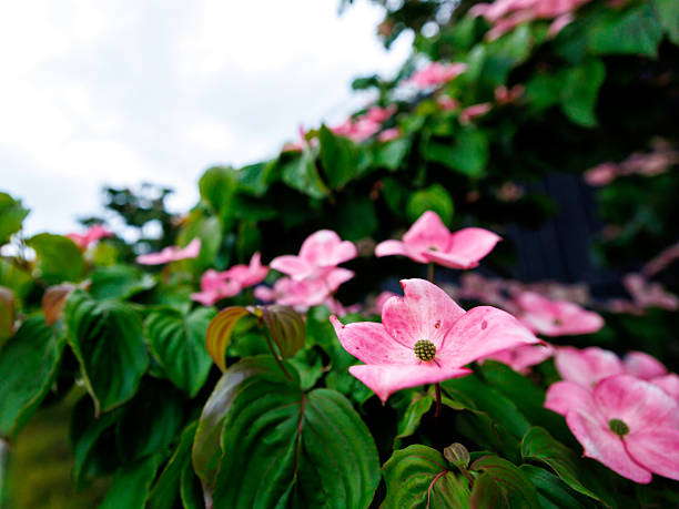 In Rikuzentakata, Iwate Prefecture
