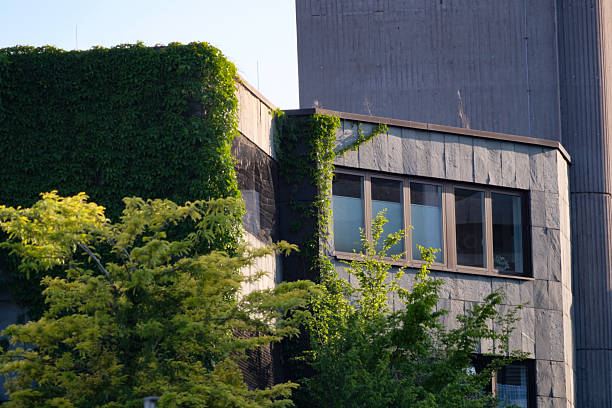 istock Urban Building Covered in Ivy 2219896065