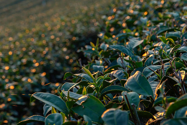 Tea tree leaves field young tender bud herbal green tea tree