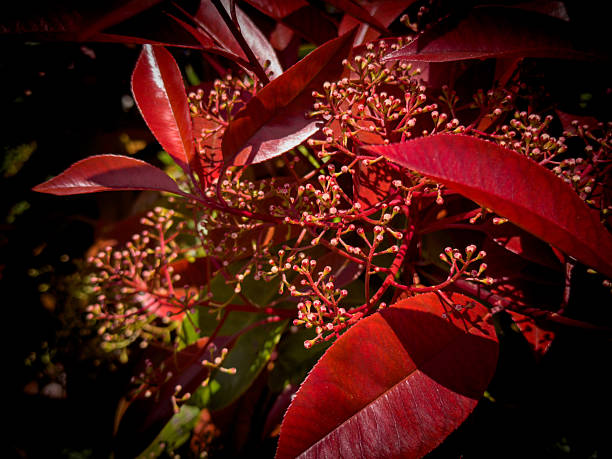 Taiwanese photinia, also known as Photinia serratifolia, is a resilient evergreen shrub or small tree valued for its ornamental beauty and low maintenance requirements.