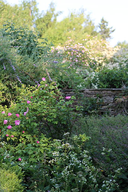 istock Shrubs and flowers in a garden in summer 2219896893