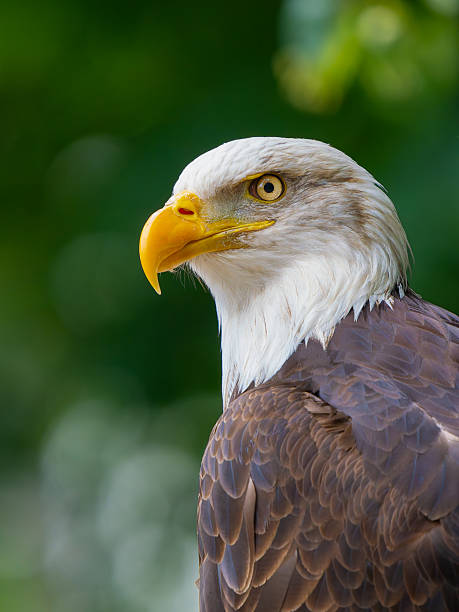 Bald Eagle in Flight