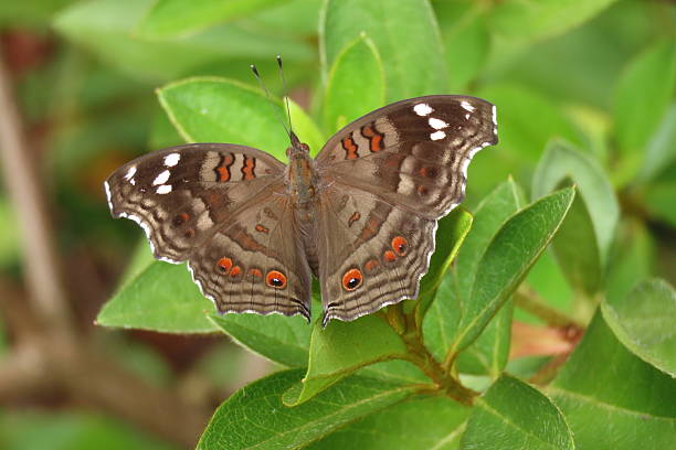 istock Brown Pansy Butterfly Junonia natalica 2219899420