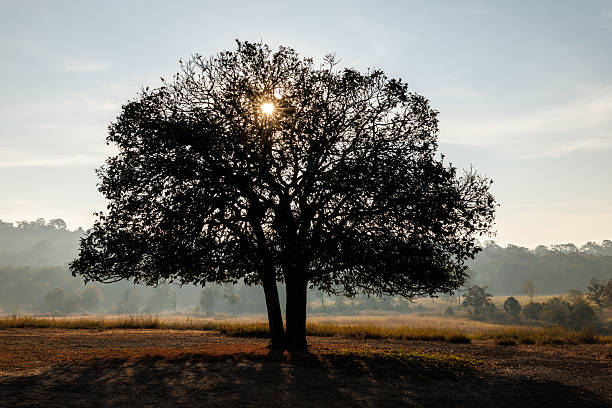 This image features a prominent large tree in a dry field, with morning or evening sunlight piercing through its canopy, creating beautiful sun rays. The background shows misty mountains and a forest, conveying peace and natural beauty.