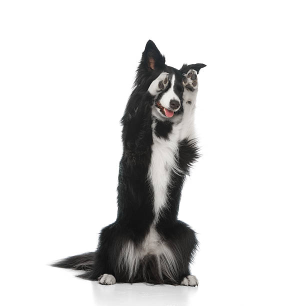istock Border collie dog sitting upright with front paws raised over head and smiling expression against white studio background. 2219901362