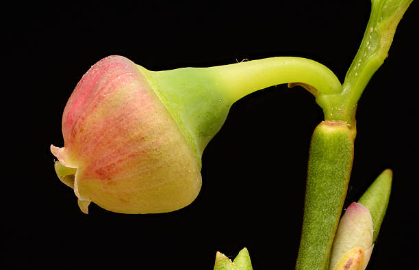 istock Bilberry Blossom Macro art  Forest flower Botanical print  Science  image 2219902169