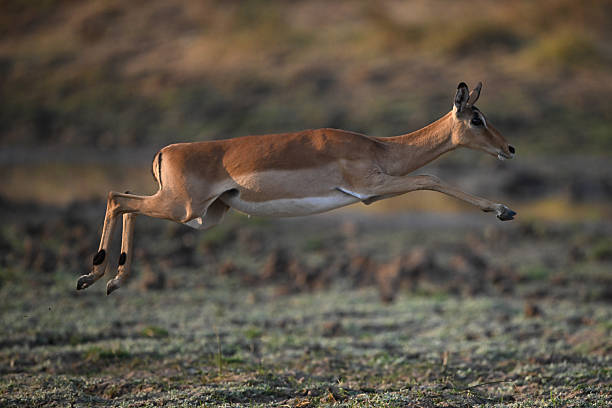 istock Female impala jumping across savanna in mid-air 2219902517