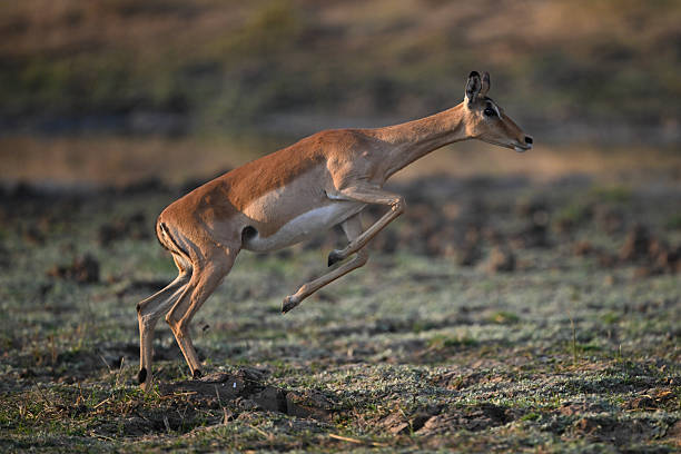 istock Female impala jumps up using hind legs 2219902532