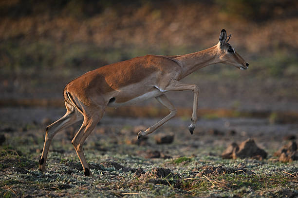 istock Female impala jumps upwards using hind legs 2219902534