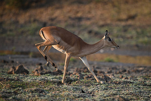 istock Female impala lands big jump on forefeet 2219902547
